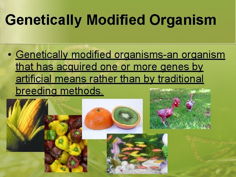 Genetically Modified Organism • Genetically modified organisms-an organism that has acquired one or more