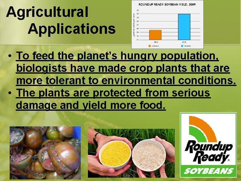 Agricultural Applications • To feed the planet’s hungry population, biologists have made crop plants