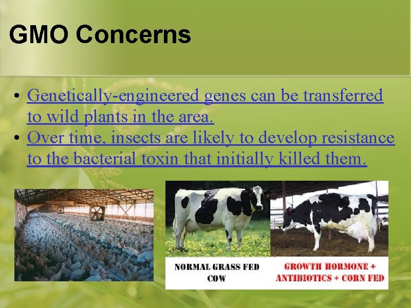 GMO Concerns • Genetically-engineered genes can be transferred to wild plants in the area.