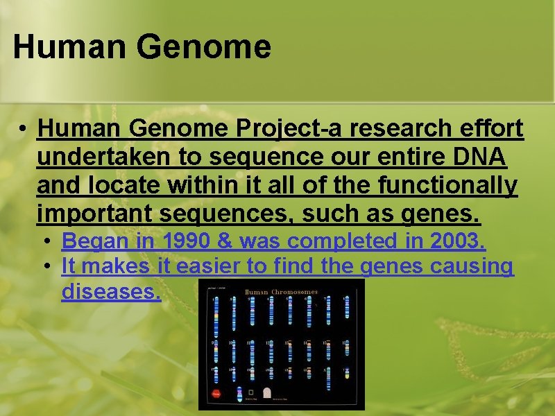 Human Genome • Human Genome Project-a research effort undertaken to sequence our entire DNA