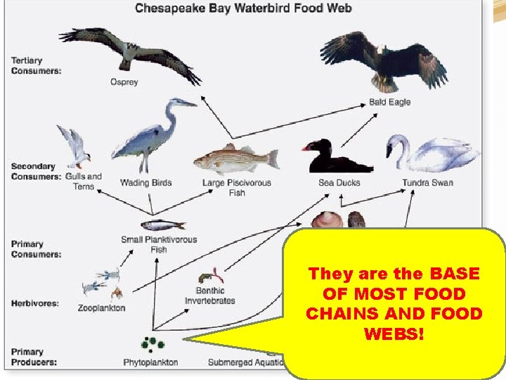 On Monday you will be making your own marine food web. �What’s a food