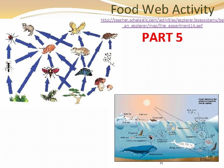 Food Web Activity http: //teacher. scholastic. com/activities/explorer/ecosystems/be _an_explorer/map/line_experiment 14. swf PART 5 