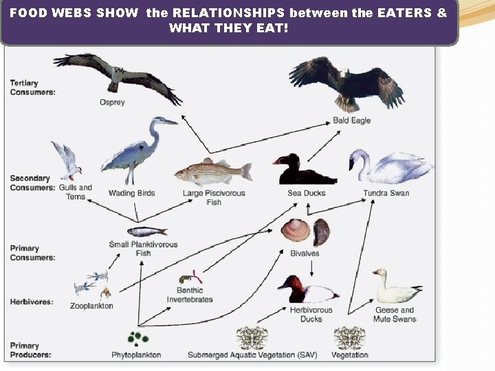 FOOD WEBS SHOW the RELATIONSHIPS between the EATERS & WHAT THEY EAT! On Monday