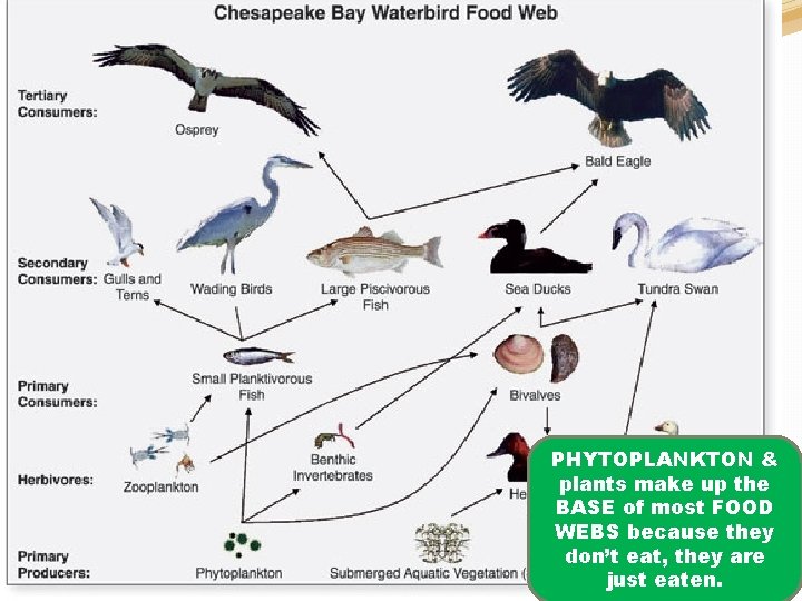 On Monday you will be making your own marine food web. �What’s a food