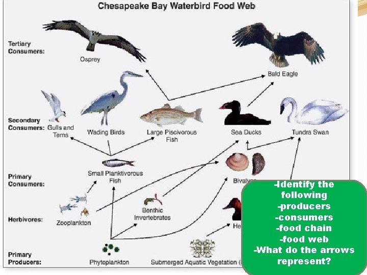 On Monday you will be making your own marine food web. �What’s a food