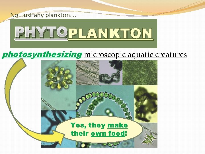 Not just any plankton…. PLANKTON PHYTOPLANKTON photosynthesizing microscopic aquatic creatures Yes, they make their