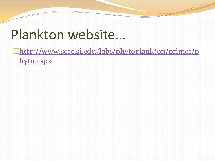 Plankton website… �http: //www. serc. si. edu/labs/phytoplankton/primer/p hyto. aspx 