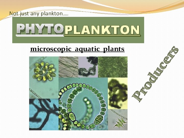 Not just any plankton…. PLANKTON PHYTOPLANKTON Pr od u ce rs microscopic aquatic plants