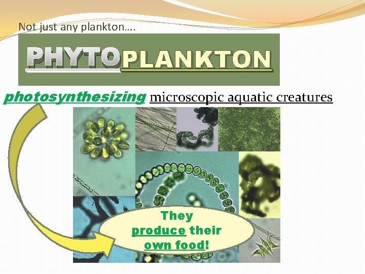 Not just any plankton…. PLANKTON PHYTOPLANKTON photosynthesizing microscopic aquatic creatures They produce their own
