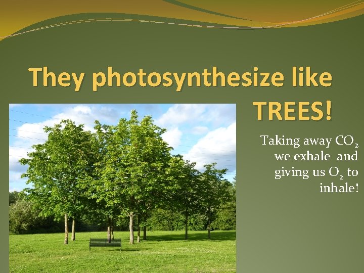 They photosynthesize like TREES! Taking away CO 2 we exhale and giving us O