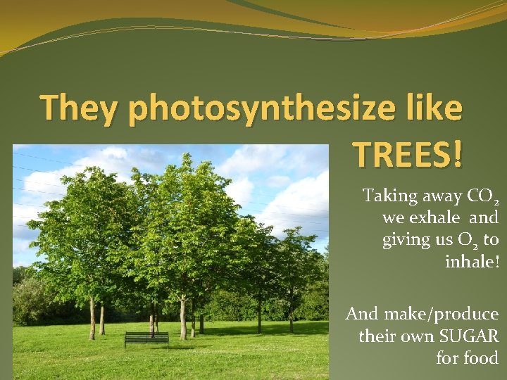 They photosynthesize like TREES! Taking away CO 2 we exhale and giving us O