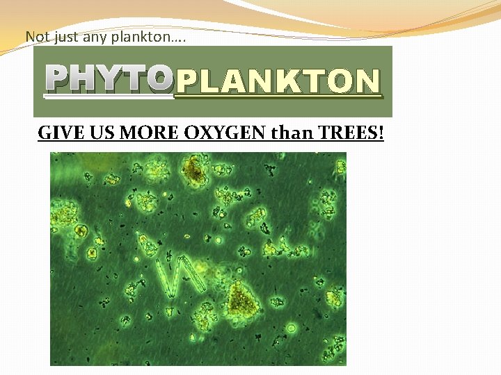 Not just any plankton…. PLANKTON PHYTOPLANKTON GIVE US MORE OXYGEN than TREES! 