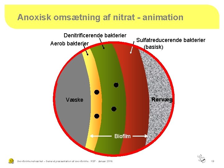 Anoxisk omsætning af nitrat - animation Denitrificerende bakterier Aerob bakterier Sulfatreducerende bakterier (basisk) N