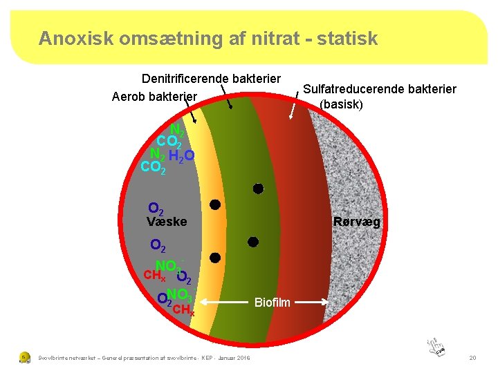 Anoxisk omsætning af nitrat - statisk Denitrificerende bakterier Aerob bakterier Sulfatreducerende bakterier (basisk) N