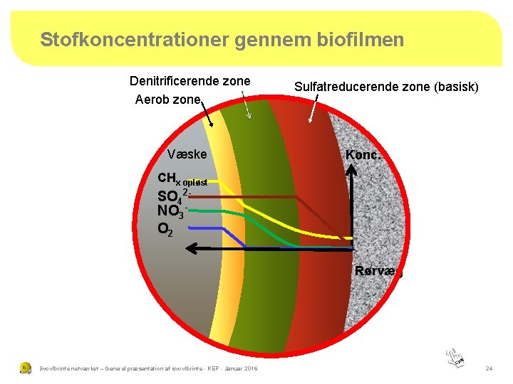 Stofkoncentrationer gennem biofilmen Denitrificerende zone Aerob zone Væske Sulfatreducerende zone (basisk) Konc. CHx opløst