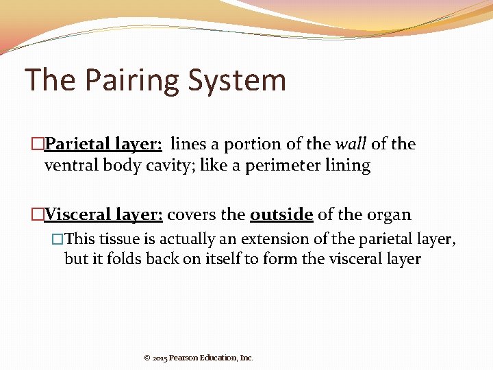 The Pairing System �Parietal layer: lines a portion of the wall of the ventral