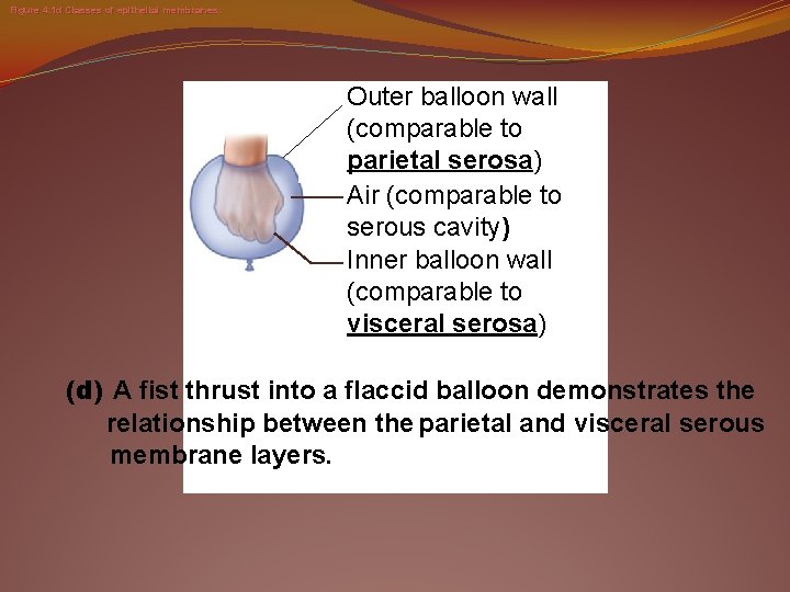 Figure 4. 1 d Classes of epithelial membranes. Outer balloon wall (comparable to parietal