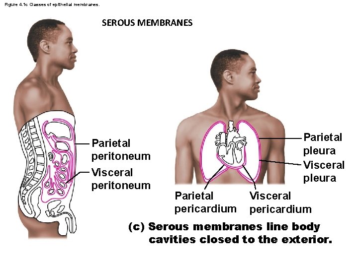 Figure 4. 1 c Classes of epithelial membranes. SEROUS MEMBRANES Parietal peritoneum Visceral peritoneum