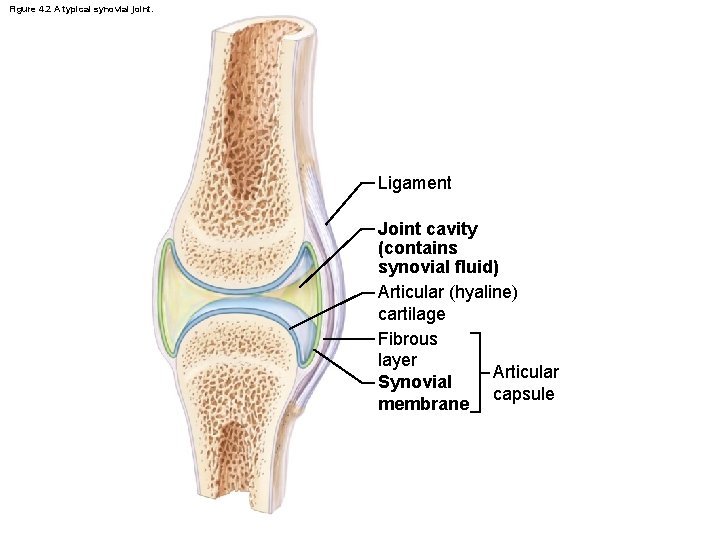 Figure 4. 2 A typical synovial joint. Ligament Joint cavity (contains synovial fluid) Articular