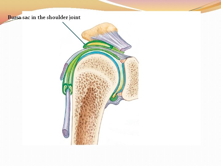 Bursa sac in the shoulder joint 