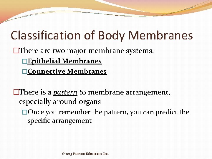 Classification of Body Membranes �There are two major membrane systems: �Epithelial Membranes �Connective Membranes