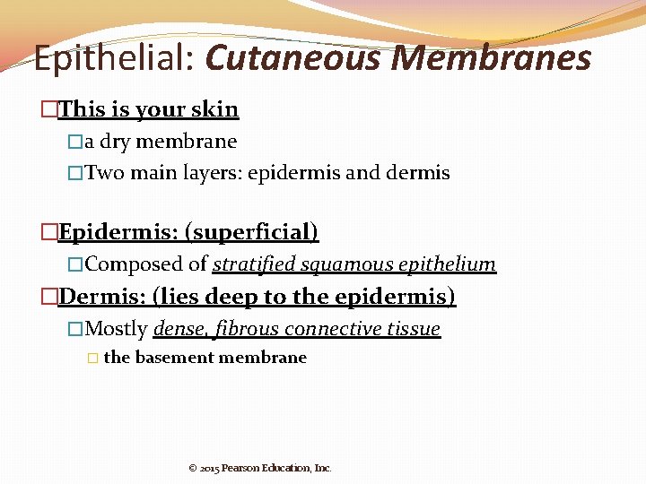 Epithelial: Cutaneous Membranes �This is your skin �a dry membrane �Two main layers: epidermis