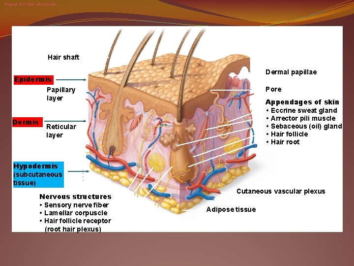 Figure 4. 3 Skin structure. Hair shaft Dermal papillae Epidermis Pore Papillary layer Dermis