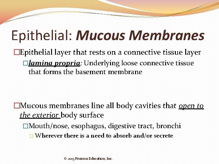 Epithelial: Mucous Membranes �Epithelial layer that rests on a connective tissue layer �lamina propria:
