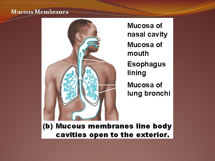 Figure 4. 1 b Classes of epithelial membranes. Mucous Membranes Mucosa of nasal cavity