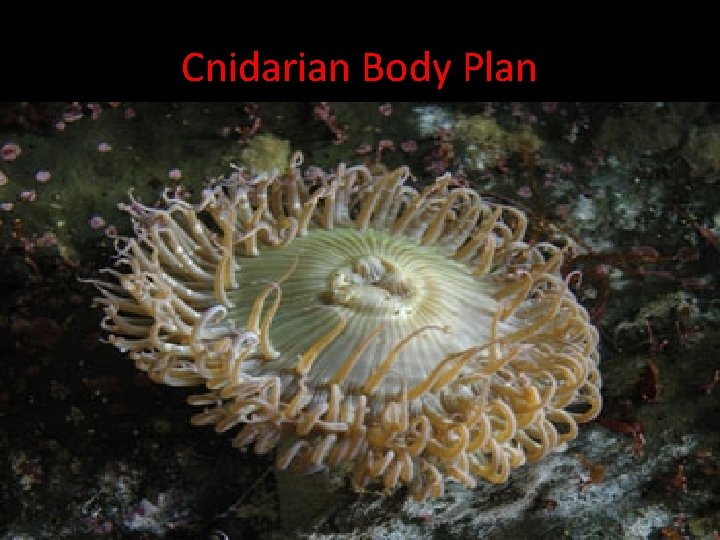 Cnidarian Body Plan Radial Symmetry: Body is arranged in a circle around a central