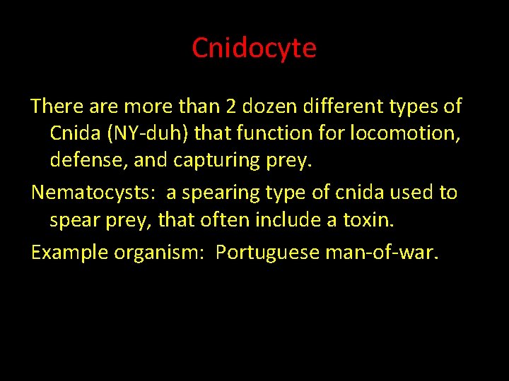 Cnidocyte There are more than 2 dozen different types of Cnida (NY-duh) that function