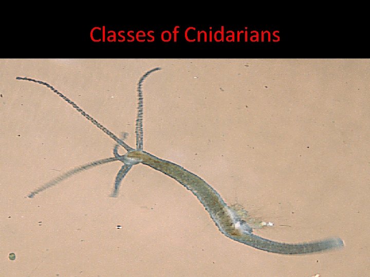 Classes of Cnidarians Hydrozoans Arthrozoans Scyphozoans 
