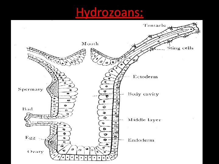 Hydrozoans: • • • mostly colonial organisms. Form: Polyps. Feeding Polyps: Reproduction Polyps: Examples: