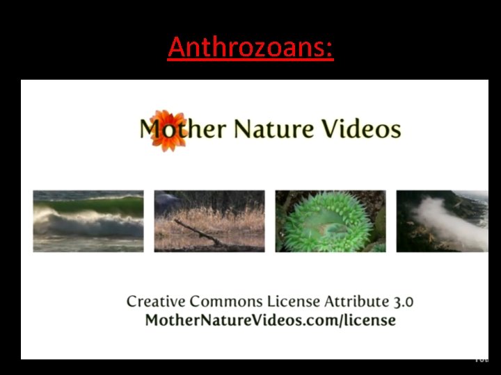 Anthrozoans: 