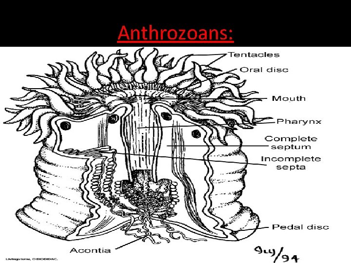 Anthrozoans: polyps that secrete a skeleton made of calcium carbonate. Examples: Sea anemones, and