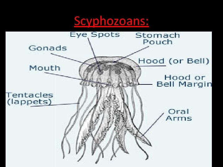 Scyphozoans: • Scyphozoans: Jellyfish. Can generally exist in both the polyp stage and medusa
