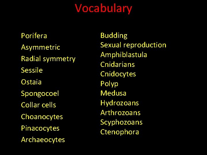 Vocabulary Porifera Asymmetric Radial symmetry Sessile Ostaia Spongocoel Collar cells Choanocytes Pinacocytes Archaeocytes Budding