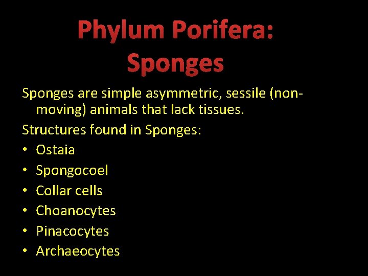 Phylum Porifera: Sponges are simple asymmetric, sessile (nonmoving) animals that lack tissues. Structures found