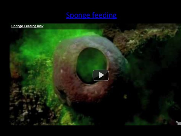 Sponge feeding http: //www. youtube. com/watch? v=Rm. PTM 96 5 -1 c&feature=related 
