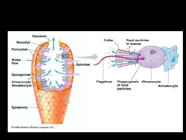 Collar Cells: Have a flagellum that moves water through the sponges body and digests