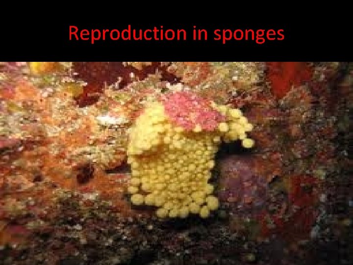 Reproduction in sponges Sponges can reproduce both asexually and sexually. Budding: a group of