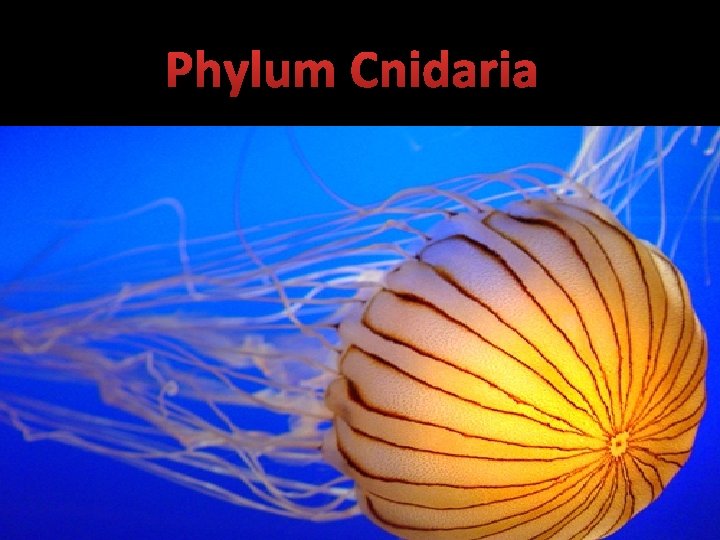 Phylum Cnidaria: include, jellyfish, hydrozoans, anthozoans, and corals. All Cnidarians possess Cnidocytes are specialized