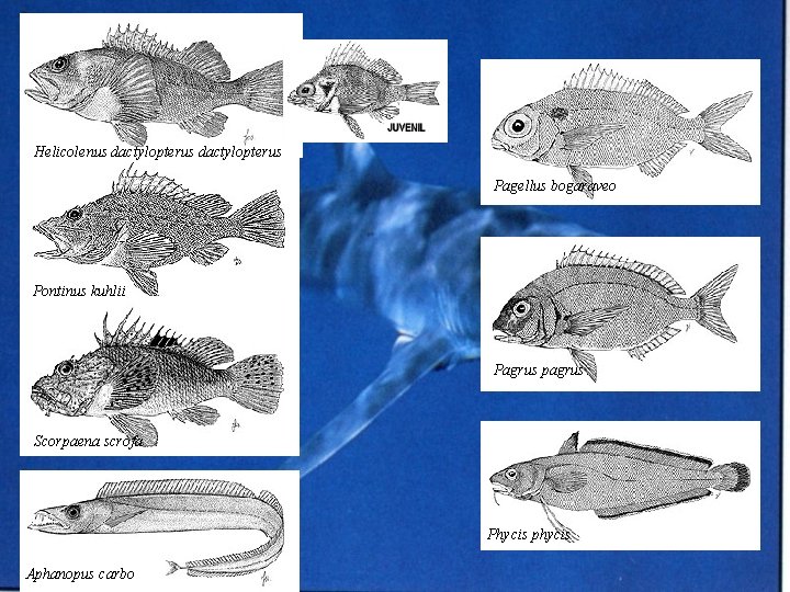 Helicolenus dactylopterus Pagellus bogaraveo Pontinus kuhlii Pagrus pagrus Scorpaena scrofa Phycis phycis Aphanopus carbo