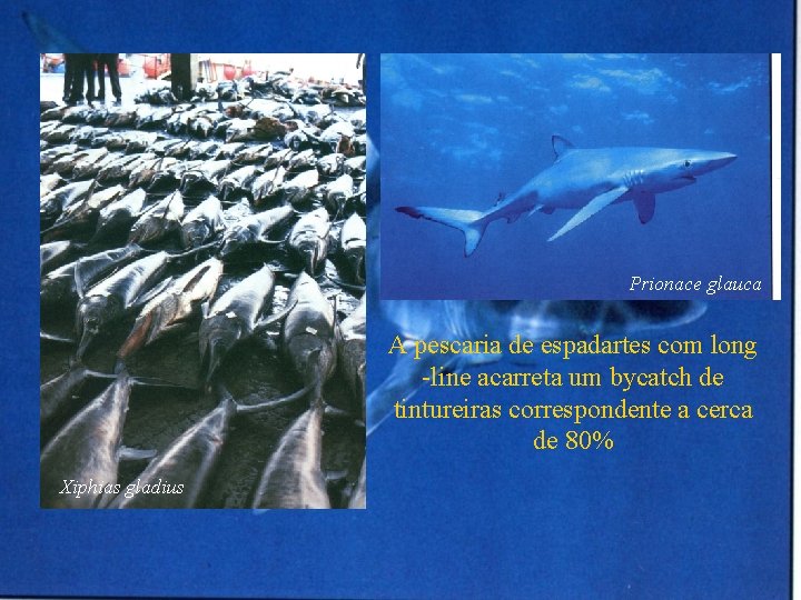 Prionace glauca A pescaria de espadartes com long -line acarreta um bycatch de tintureiras