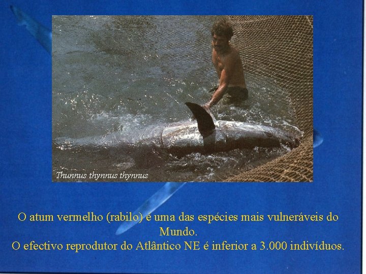 Thunnus thynnus O atum vermelho (rabilo) é uma das espécies mais vulneráveis do Mundo.