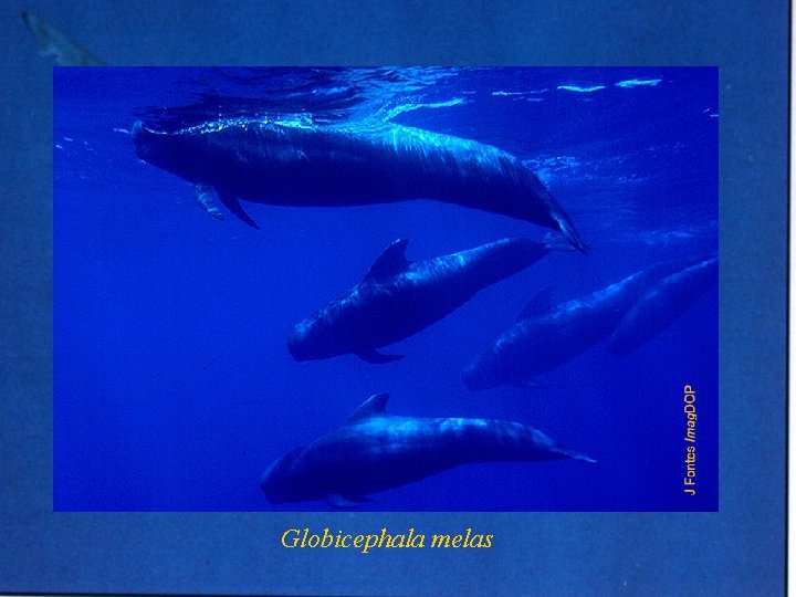 Globicephala melas 