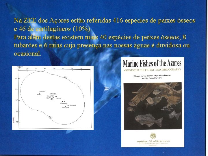 Na ZEE dos Açores estão referidas 416 espécies de peixes ósseos e 46 de