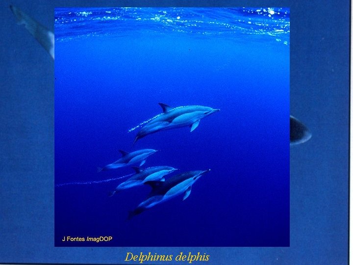 Delphinus delphis 