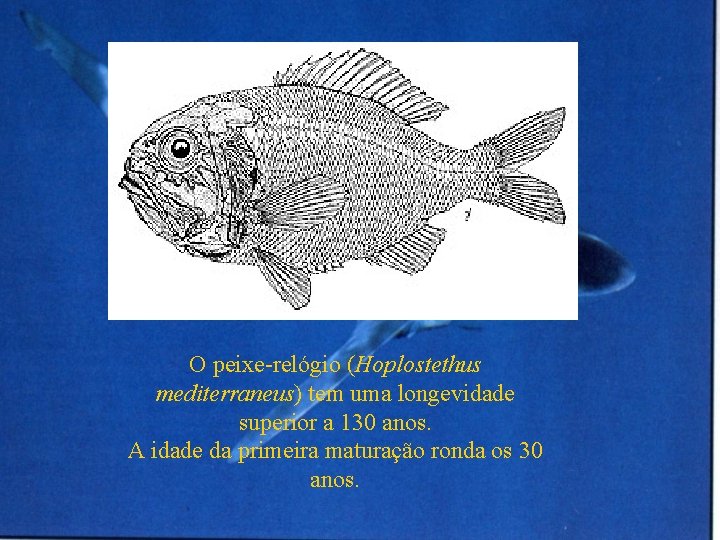 O peixe-relógio (Hoplostethus mediterraneus) tem uma longevidade superior a 130 anos. A idade da