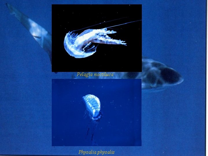 Pelagia noctiluca Physalia physalis 